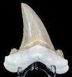 Auriculatus Shark Tooth - Dakhla, Morocco (Restored) #58419-1